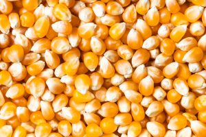 Maize